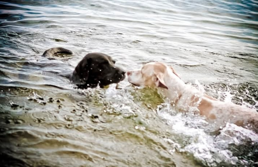 sprocket1